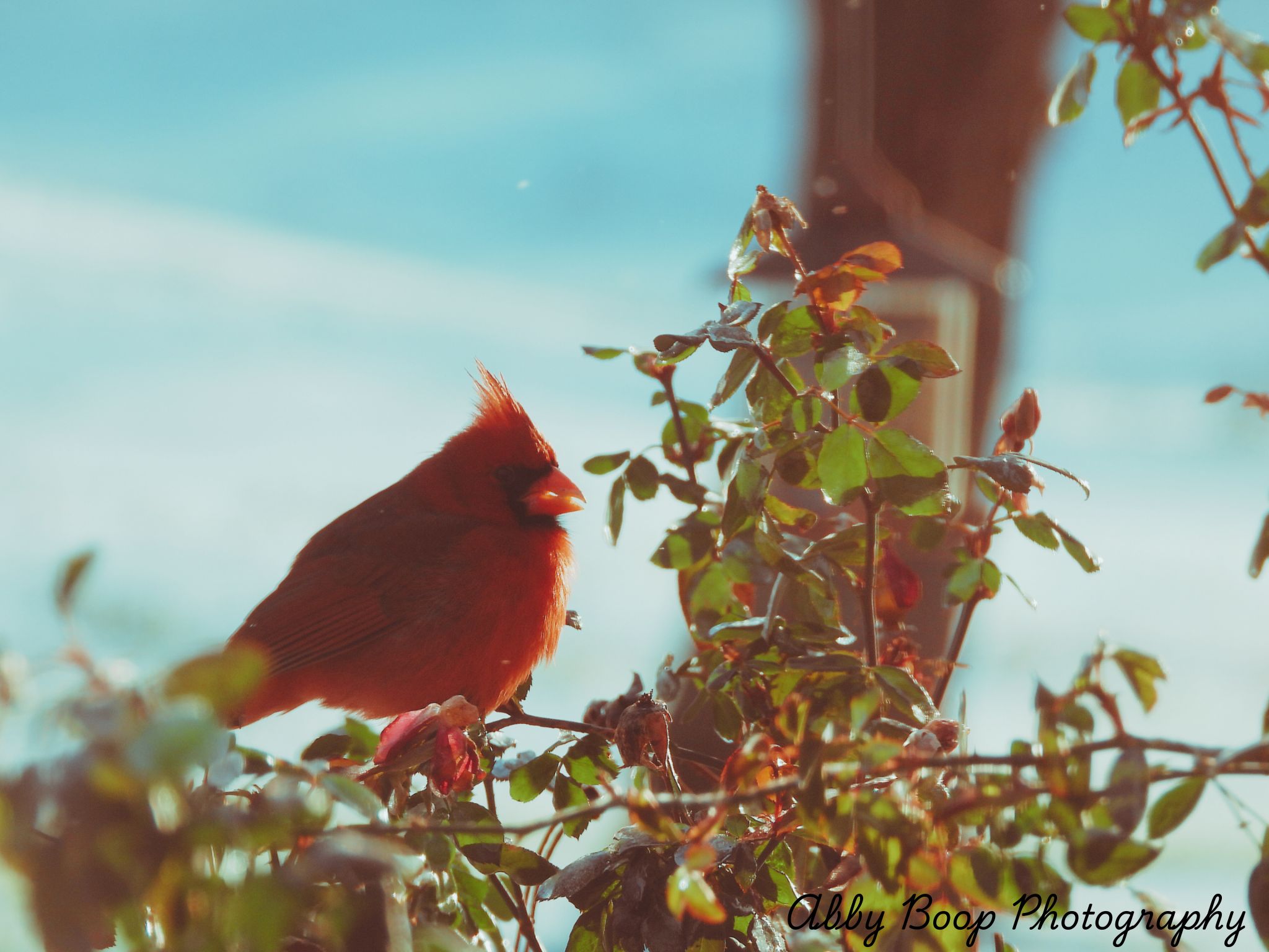 Winter Cardinal