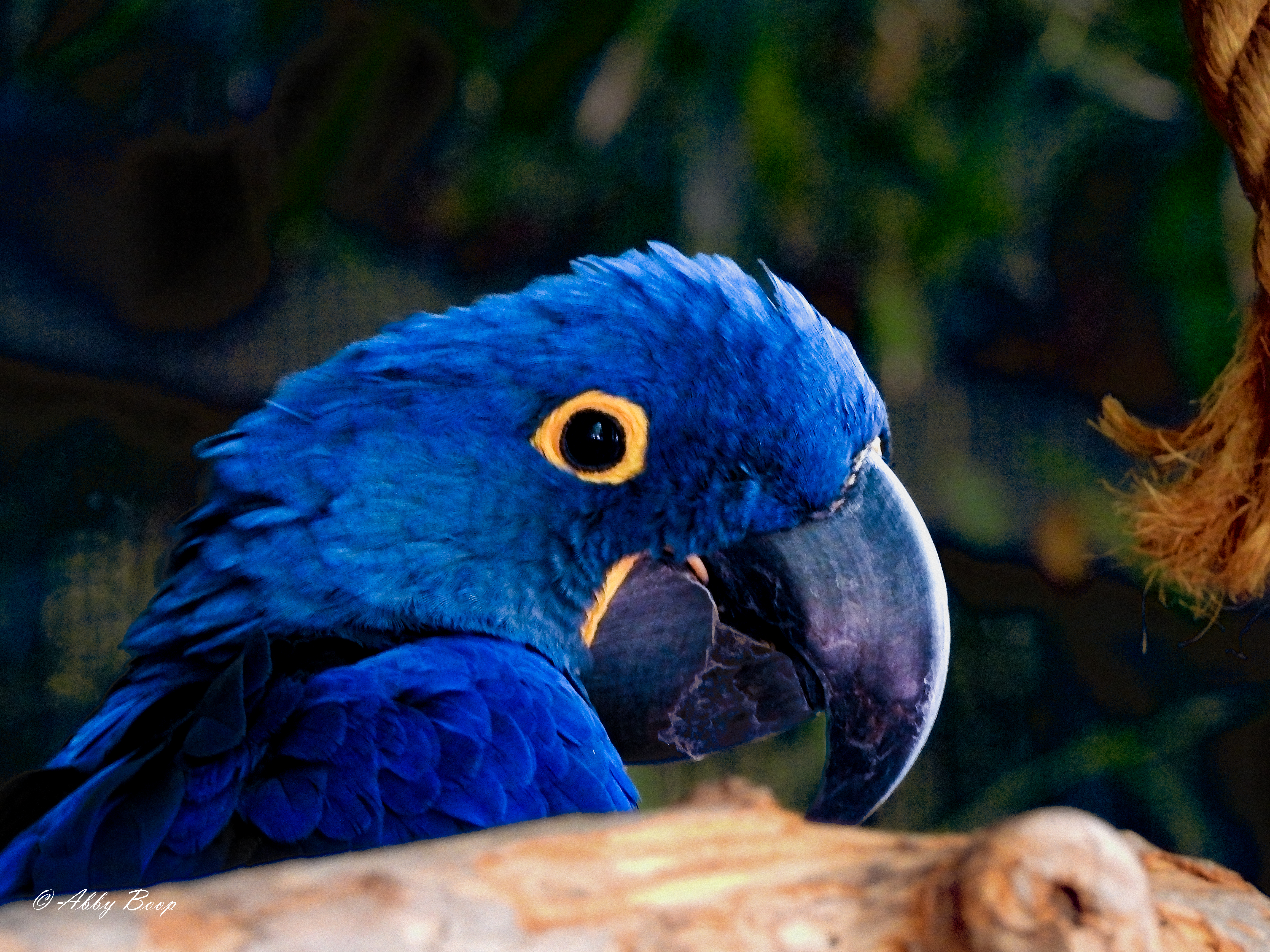 Blue Mcaw