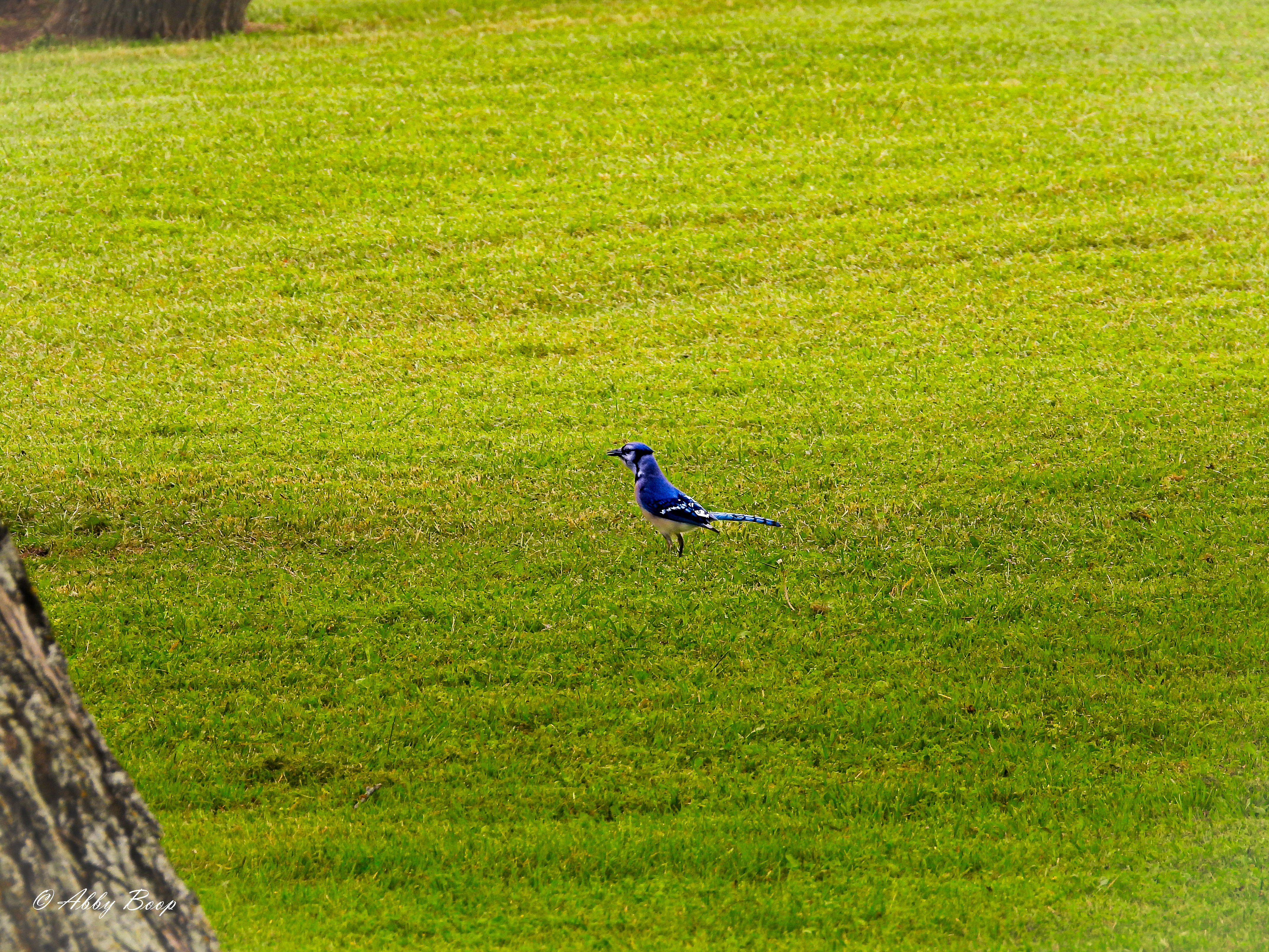 Blue Jay May