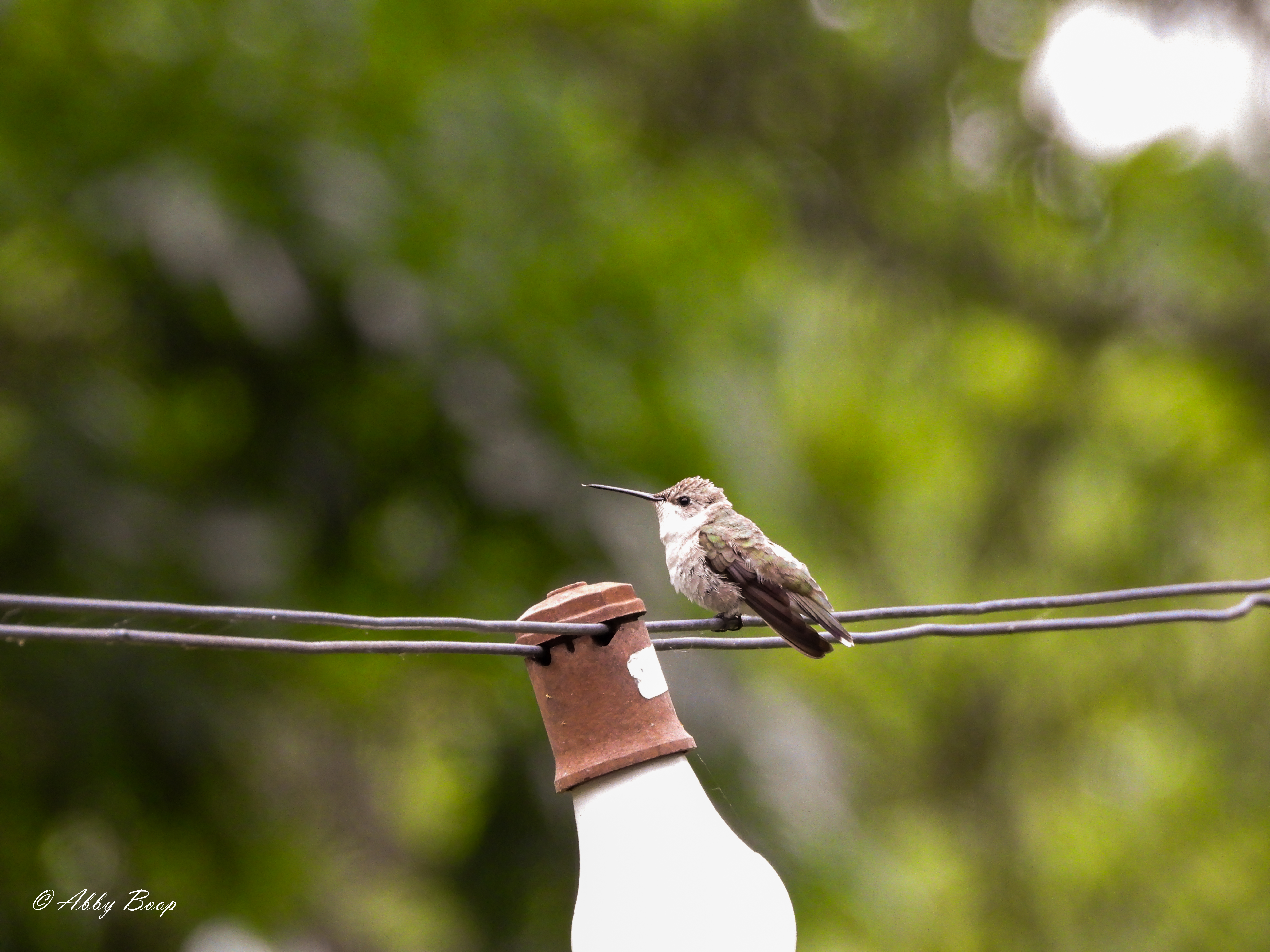 Female Black-Chinned Perched