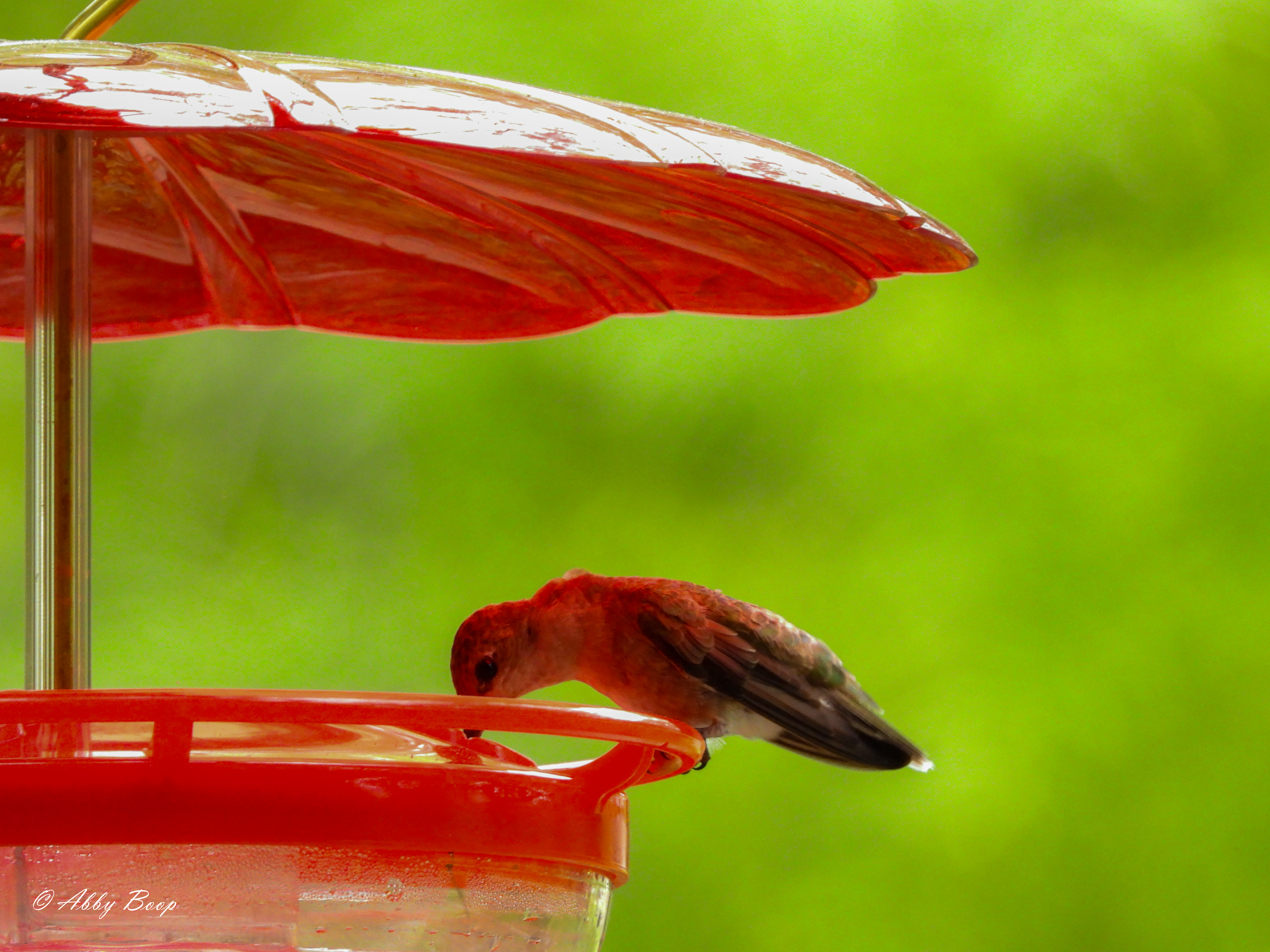 Female Hummingbird