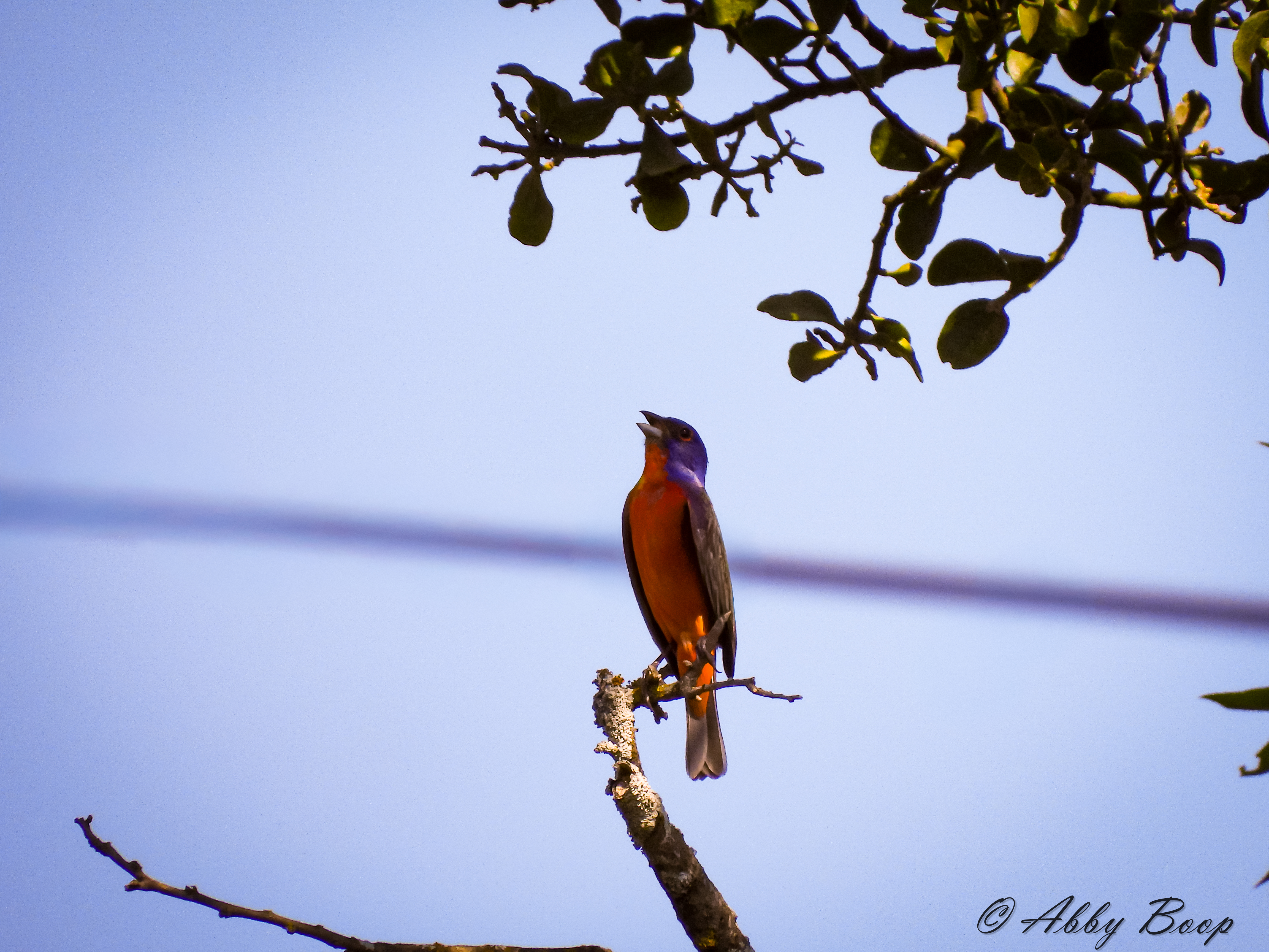 Male Painted Bunting