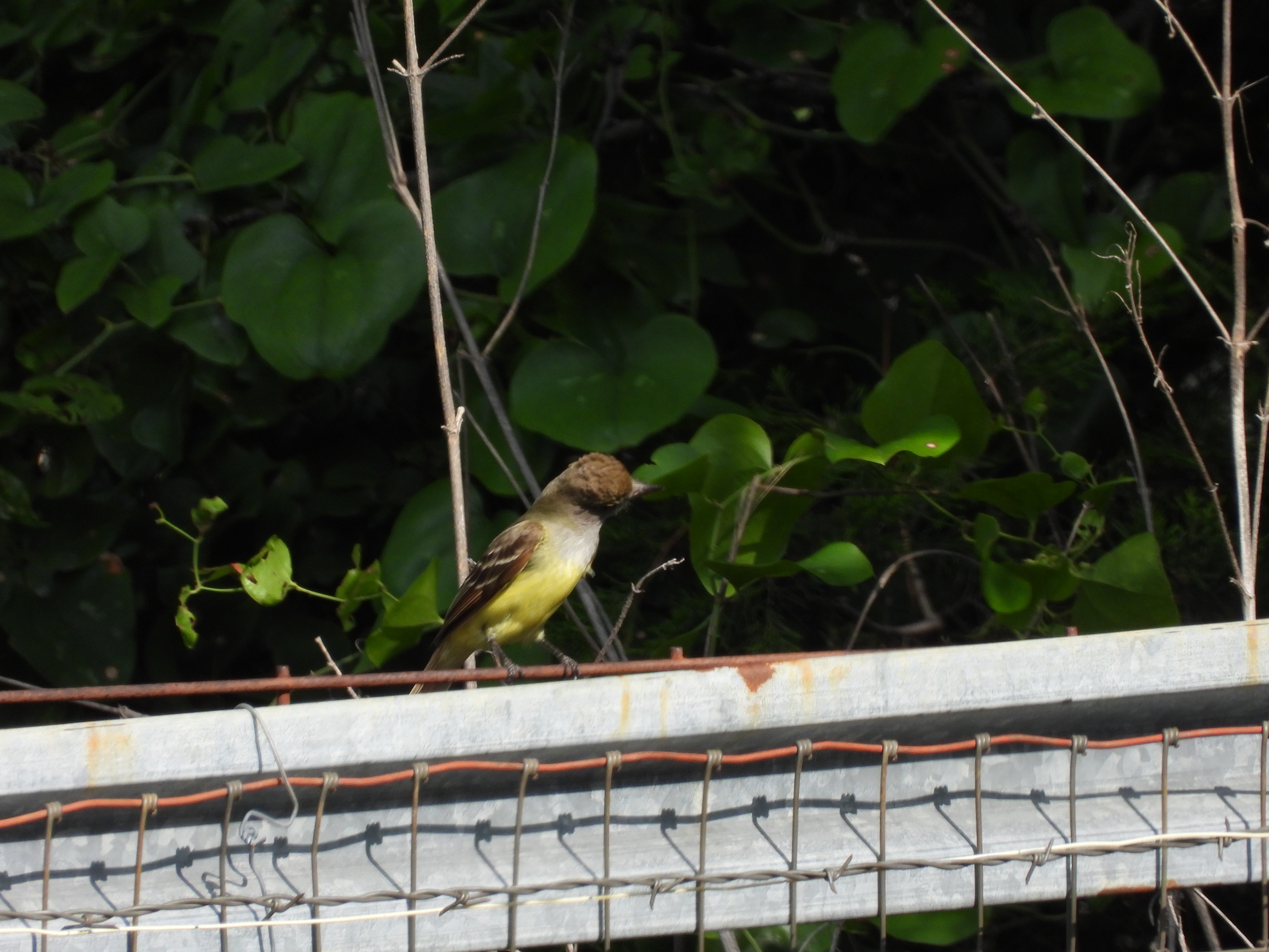 Brown Crested Flycatcher