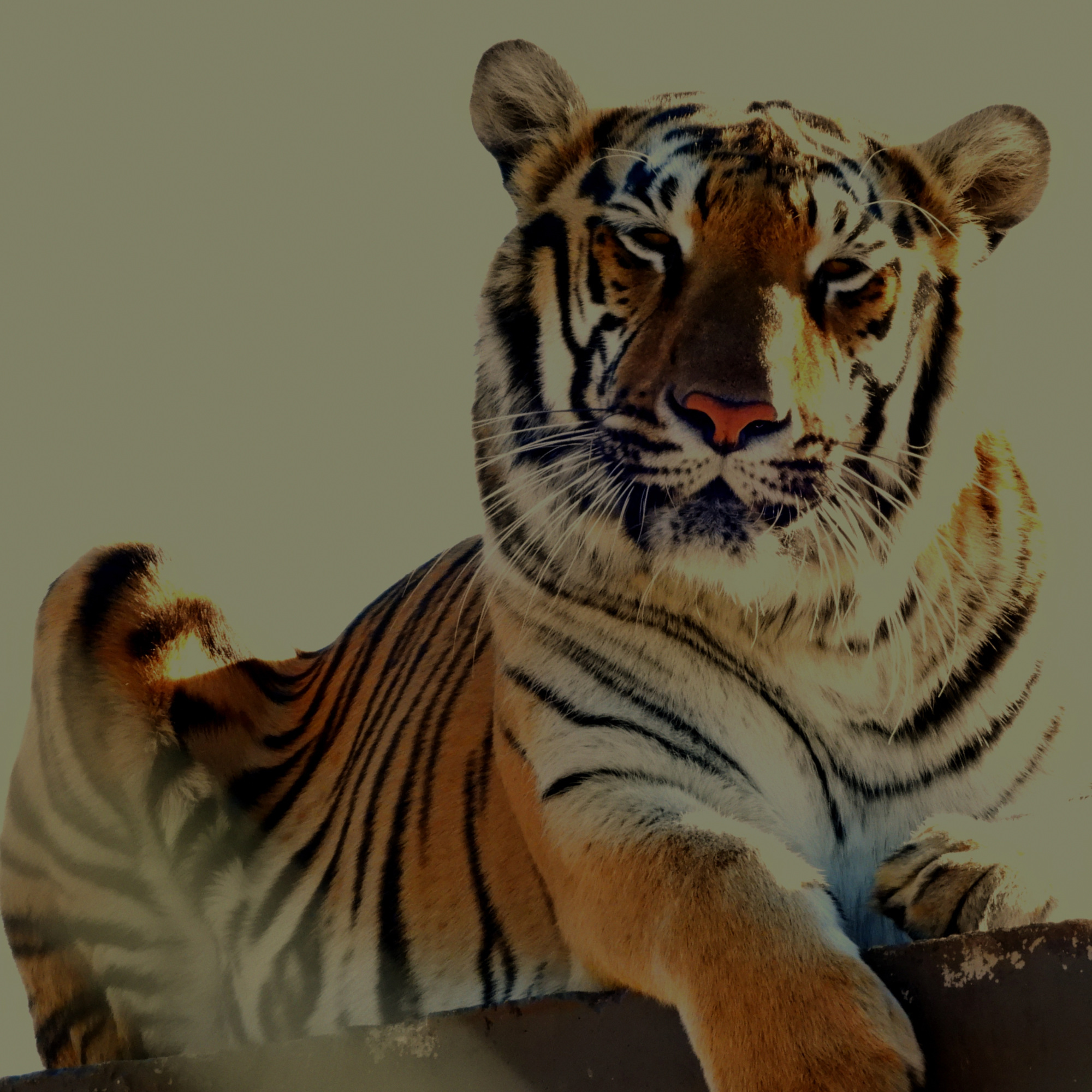 Tigress Zara