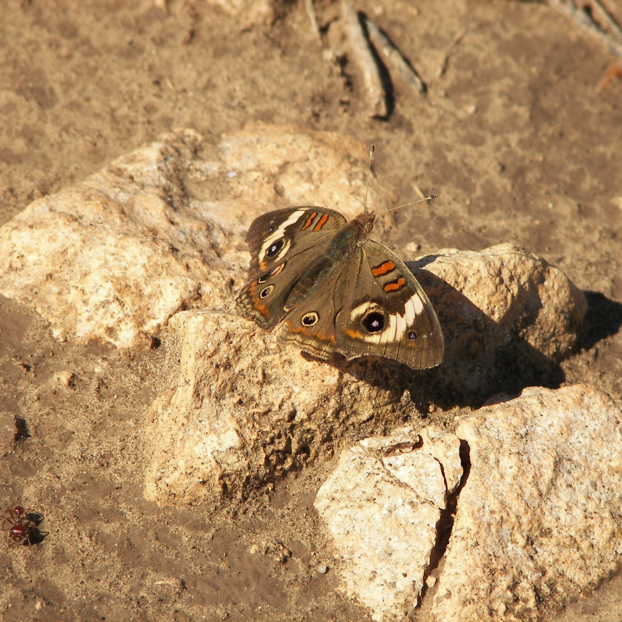 Eyespots